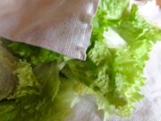 Mon truc : salade verte d’avance photo-628