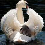 protection